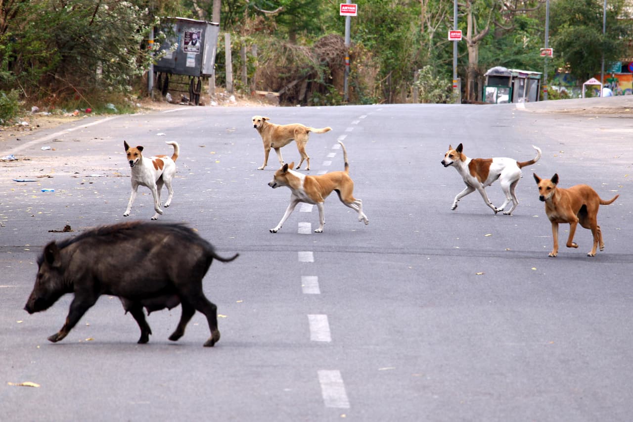 En Rajasthan, India, un grupo de perros atacó a un cerdo en una calle desierta el 26 de marzo. El gobierno de ese país ordenó una cuarentena que mantiene en casa a 1,300 millones de personas.