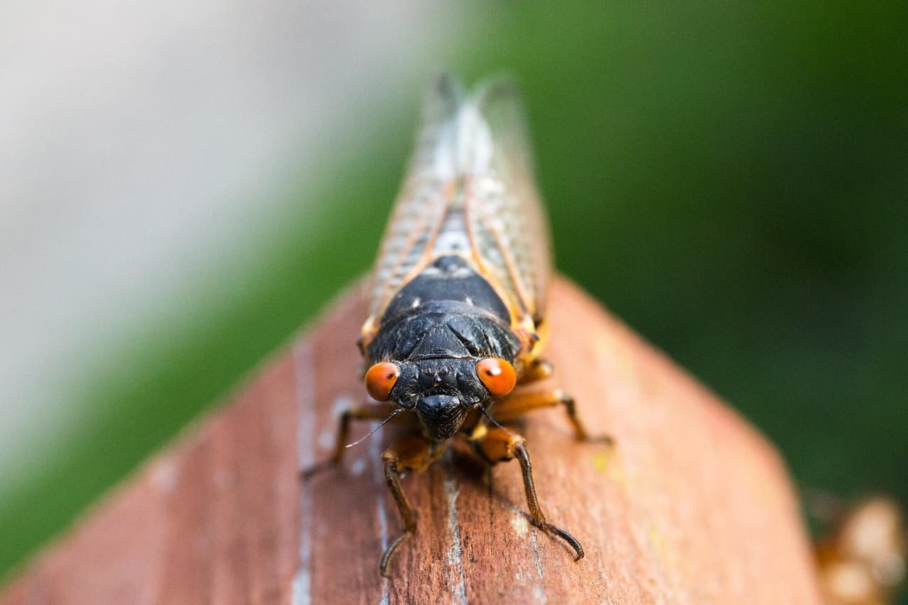 Una vez expuestas al aire libre, las ninfas de las cigarras arrojarán sus exoesqueletos y treparán a los árboles más cercanos. Allí, los machos pasarán las próximas semanas buscando el amor chillando en la parte superior de sus timbales, los órganos blancos en forma de tambor a cada lado de sus cuerpos. En un árbol lleno de cigarras masculinas, los timbales pueden amplificar las llamadas de apareamiento de los insectos hasta que son lo suficientemente fuertes como para mitigar el ruido que provoca una cortadora de césped. ¡Sus canciones de apareamiento pueden alcanzar hasta 90 decibeles! Algunas cigarras pasarán de los árboles al plato. 
<br>