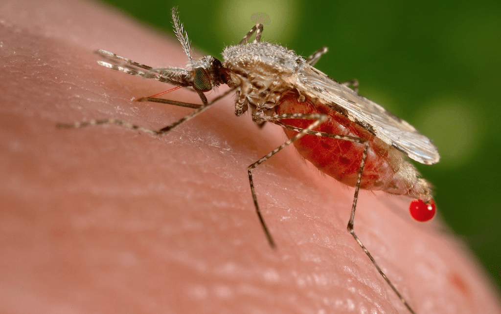 Nueva especie de mosquito llega a Florida: cuál es y por qué preocupa tanto a los científicos