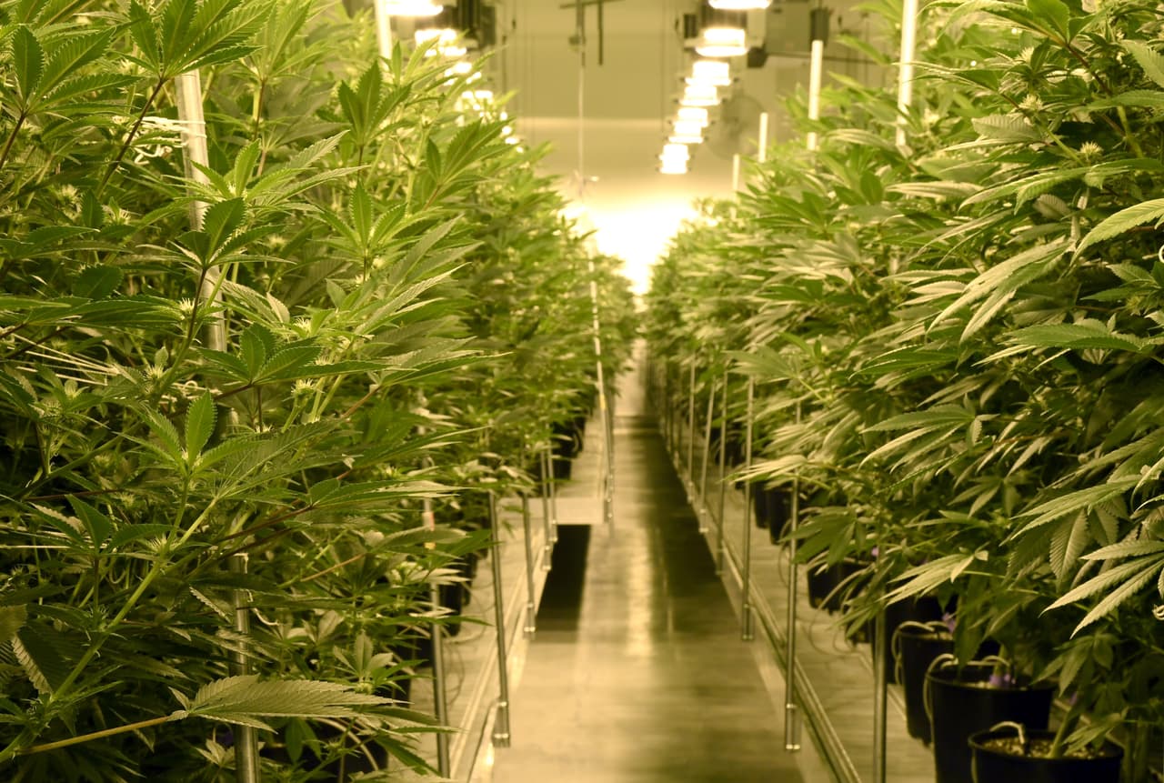 La marihuana recreativa es legal en Arizona desde este 30 de noviembre, esto es lo que debes saber