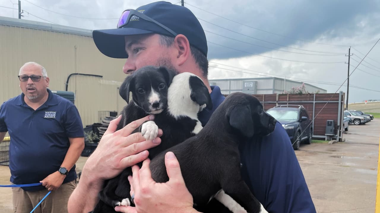 Houston SPCA socorre a 26 cachorros que estaban en la zona de inundación del centro de Texas