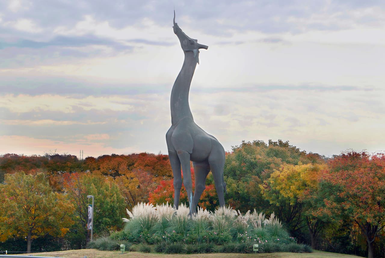 Las jirafas son una de las atracciones principales del Dallas Zoo.