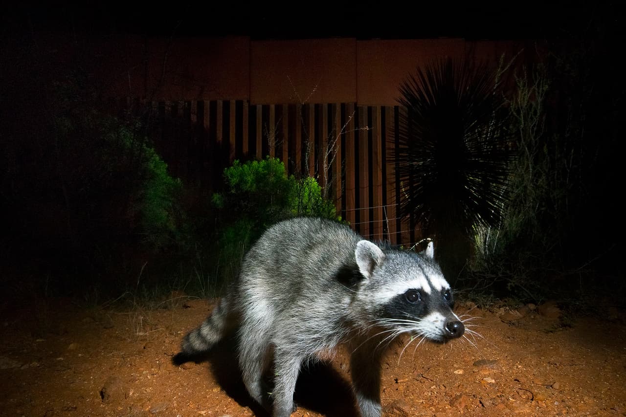 Un mapache salvaje cerca del río San Pedro. El cruce de migrantes o contrabando e incluso el patrullaje de las autoridades no es permanente, “pero los animales viven en este lugar, no están de paso”, asegura el fotógrafo.