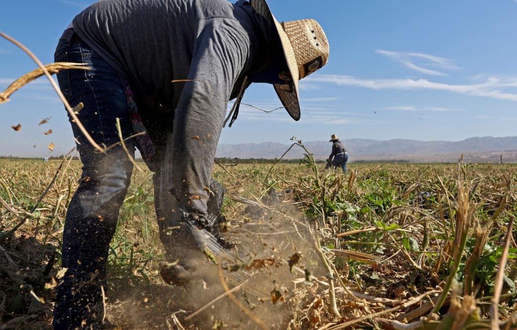 A través del Programa para Trabajadores Migrantes y Agrícolas de Temporada (MFSW, por sus siglas en inglés), el EDD colabora con otras agencias estatales y organizaciones comunitarias para asegurar que los trabajadores agrícolas reciban el apoyo necesario.