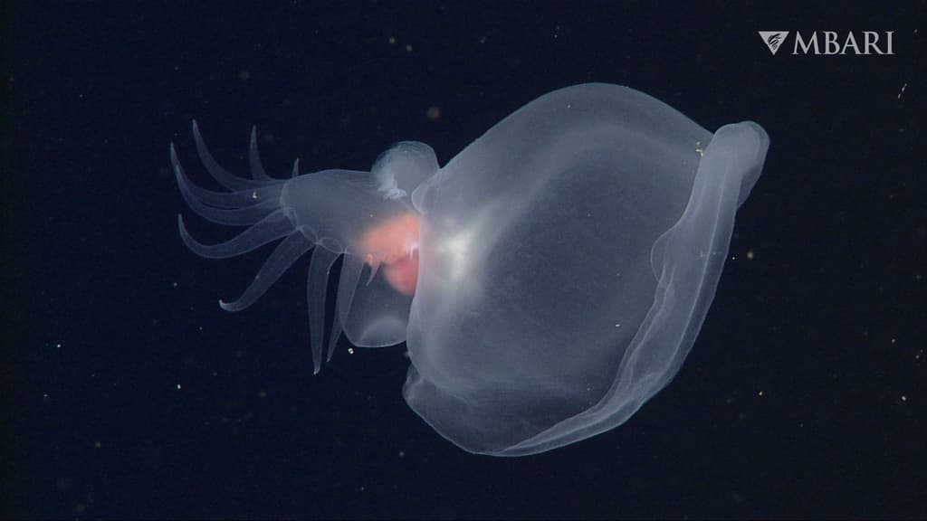 El "molusco misterioso" cuyo hallazgo en la profundidad del océano sorprendió a científicos de California