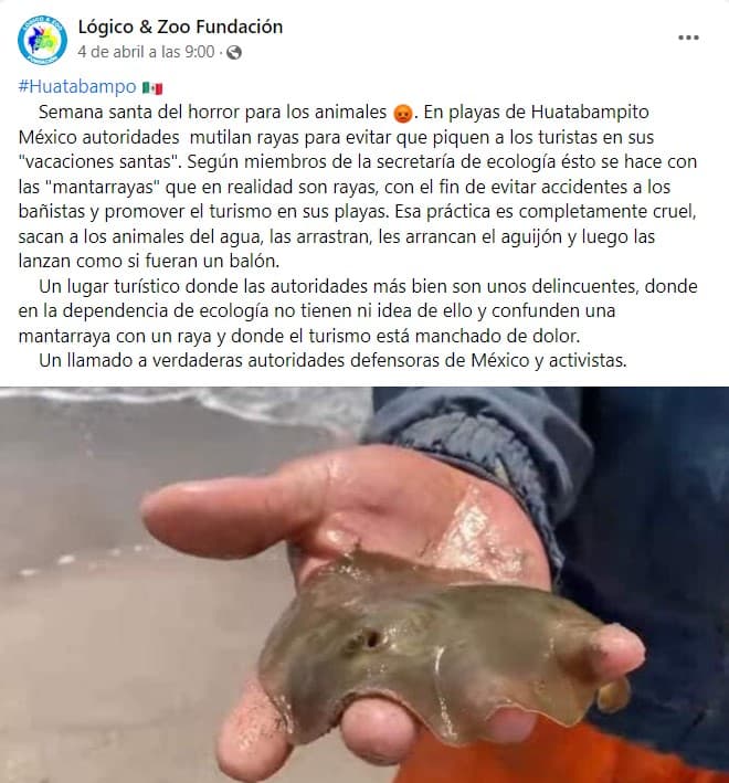 Se viralizó en redes sociales la denuncia de que en Huatabampo, Sonora, 
<b><a href="https://www.univision.com/local/arizona-ktvw/mantarrayas-muertas-huatabampito" target="_blank">rayas estaban siendo mutiladas</a></b>.