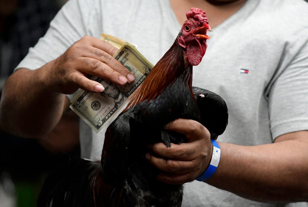 Gobierno de Pierluisi apoya las peleas de gallos y se une como “amigo de la corte” 