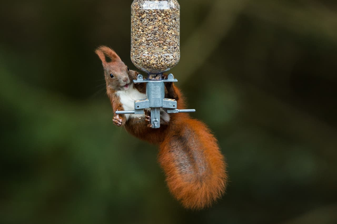 <b>El 25% de su comida es robada</b>: Las ardillas pasan tres partes de su día escondiendo comida. Esto se debe a que la mayoría de la comida es robada a otras ardillas o pájaros.
<br>