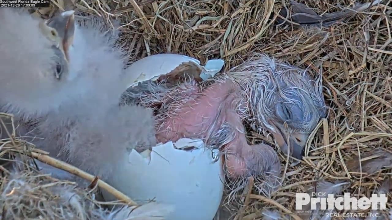 Se llama E20, la segunda cría de águila calva cuyo nacimiento fue visto por miles vía streaming 