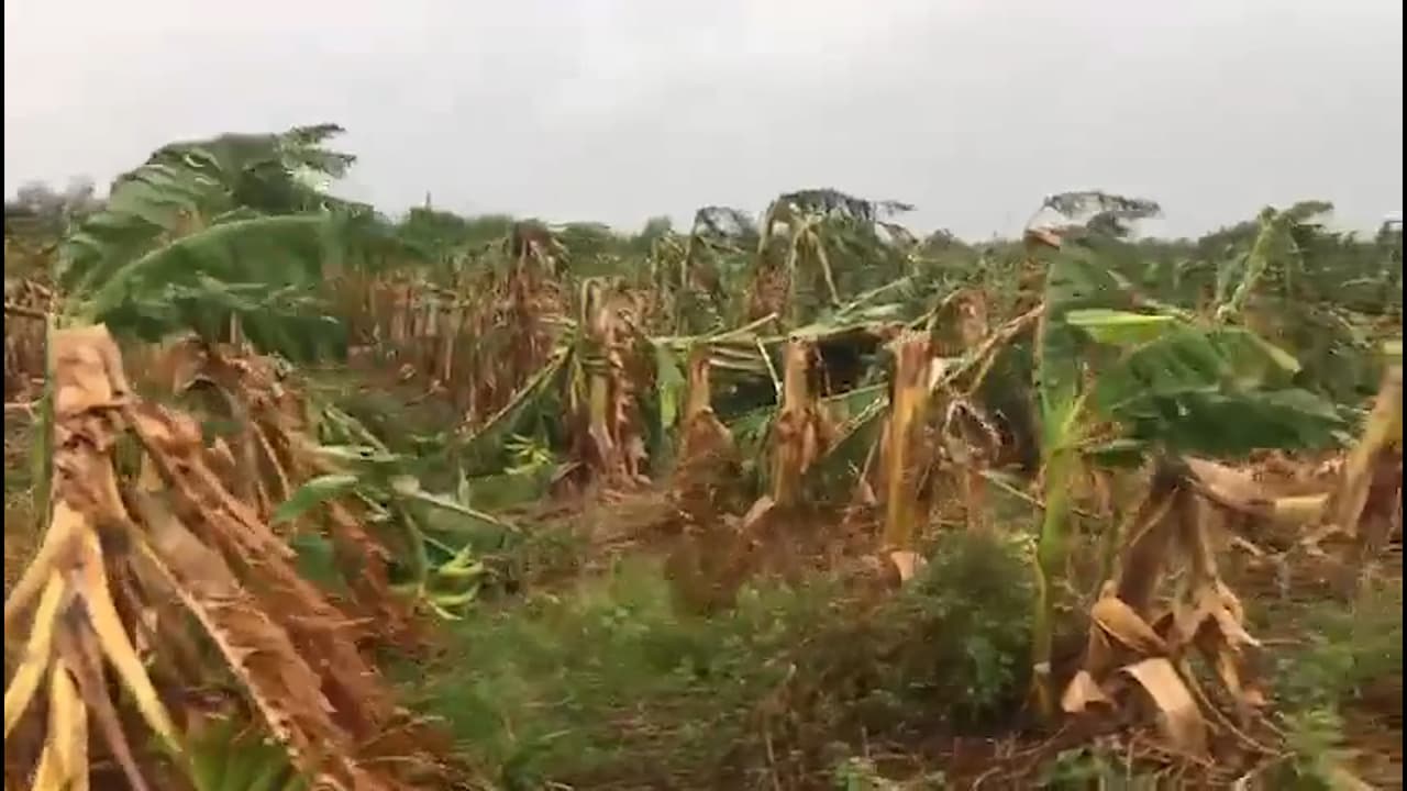 La 
<a href="https://www.univision.com/local/puerto-rico-wlii/cortes-de-electricidad-y-vias-cerradas-esto-se-sabe-del-paso-de-la-tormenta-isaias-por-puerto-rico">tormenta tropical Isaías</a> provocó daños que no han sido contabilizados en el cultivo de distintos frutos en el area sureste de la isla.