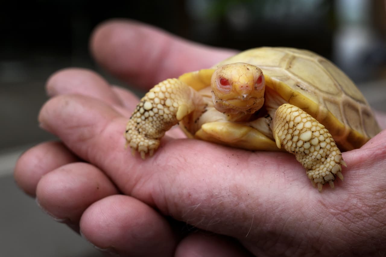 El bebé albino nació el 1 de mayo mientras que el otro bebé nació el 5 de mayo después de que los huevos pasaron dos meses y medio en incubadora.
<br>