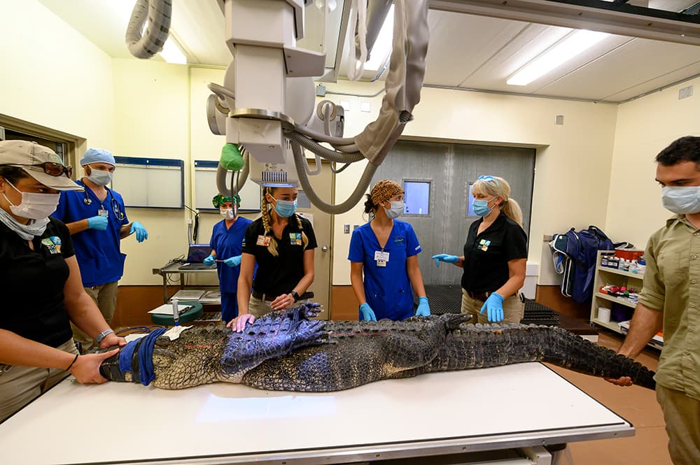 No es el primer caso de animales del zoológico que se tragan objetos que la gente por descuido deja caer. Por eso se pide a los visitantes que sean muy precavidos, pues puede costarles la vida.
<br>