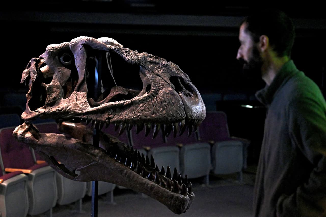 <b>Meraxe gigas</b> 
<b>se extinguió 20 millones de años antes de que surgiera T. Rex, y las dos especies estaban muy separadas en el árbol evolutivo, </b>un dato sorprendente.