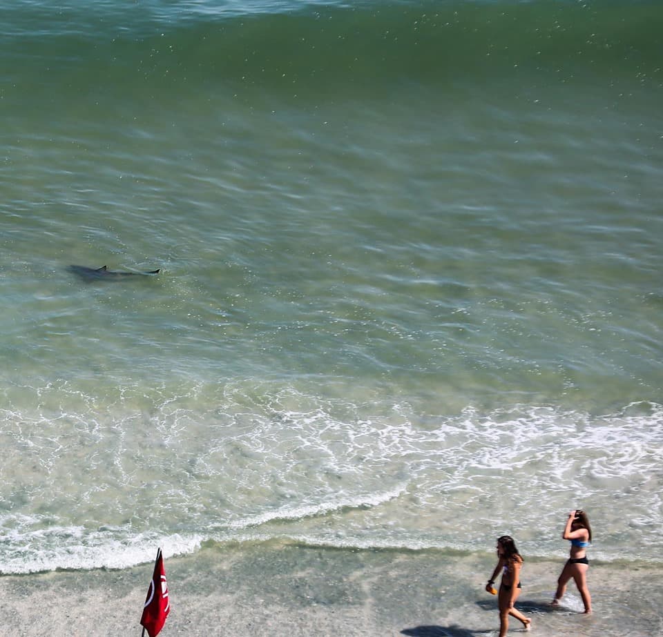 Tiburones en North Myrtle Beach