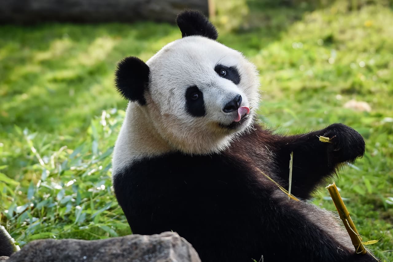 Cámaras en vivo del 
<a href="http://zoo.sandiegozoo.org/live-cams" target="_blank">Zoológico de San Diego</a>. Si eres un amante de los animales, puedes ver desde tu casa cómo estos osos pandas, pingüinos, koalas y hasta jirafas pasan los días realizando diversas actividades.