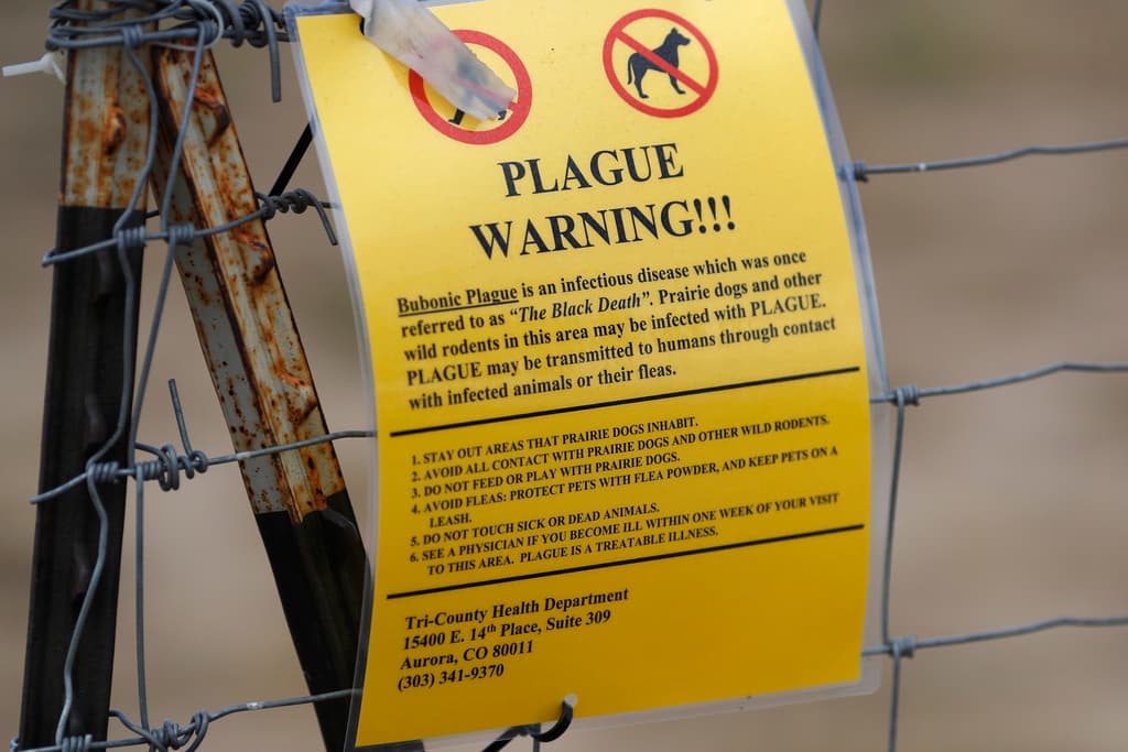 Reportan una muerte por peste neumónica en Arizona: qué es y qué causa esta inusual infección pulmonar