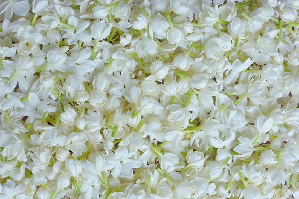 En la India, el jazmín blanco representa la pureza, espiritualidad y la esperanza, y allí es usado en múltiples rituales para el amor, como veremos más adelante.