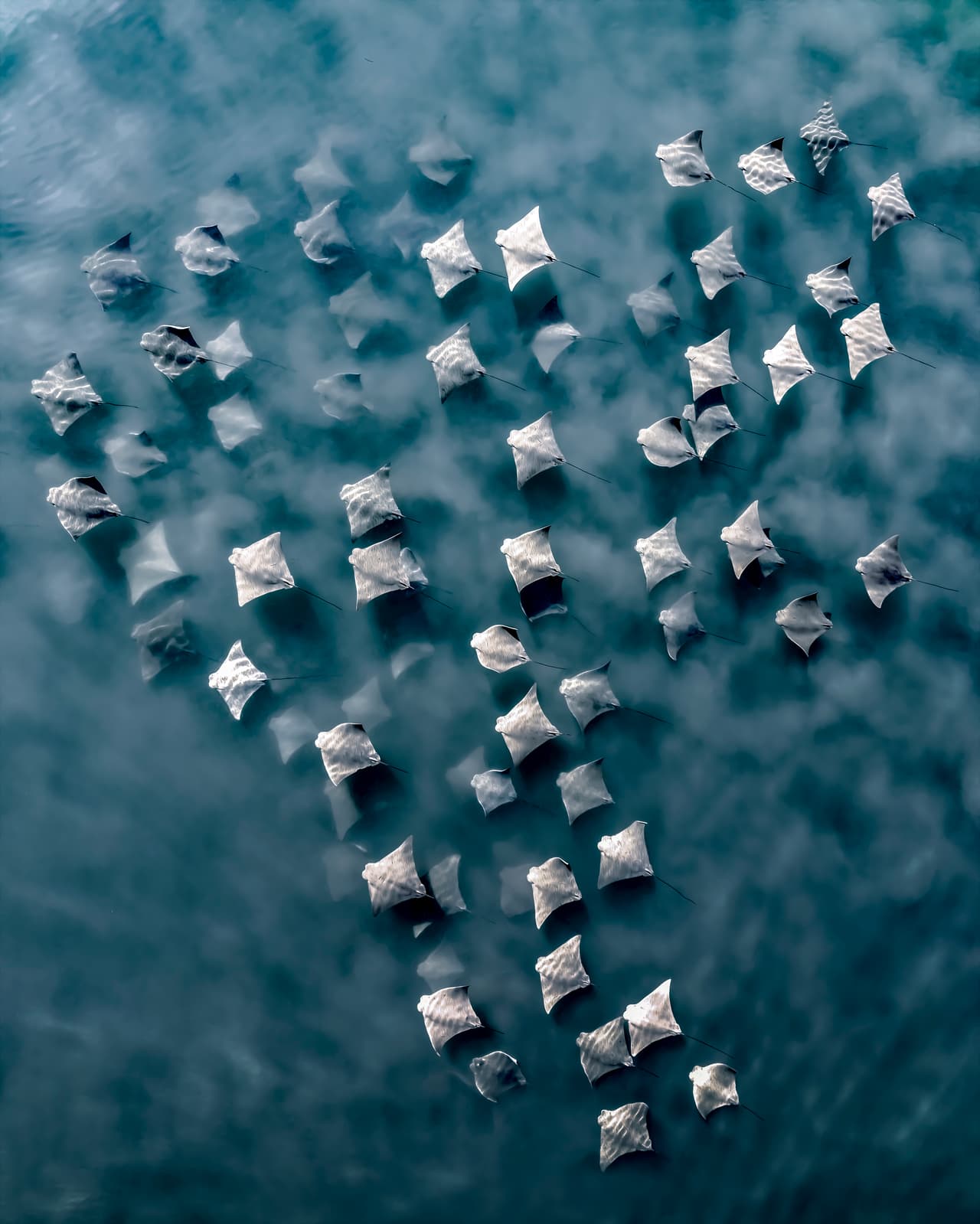Fotografía aérea desde dron de un pequeño grupo de rayas nariz de vaca removiendo arena mientras se desplazan. Southampton, Nueva York, EE. UU.
<br>
<br>