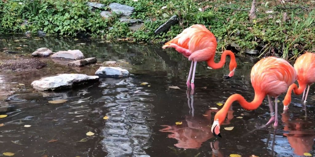 Sus patas son muy delgadas, y terminan en tres dedos, los cuales están unidos entre sí por una 
<b>mebrana</b> muy fina. Es así como pueden caminar por el lodo sin ningún tipo de dificultad.
<br>
<br>
