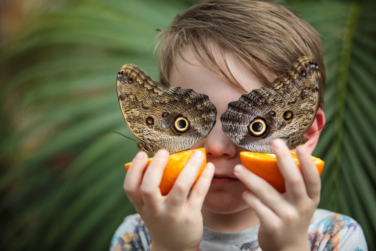 Se dice que los insectos son sin duda alguna los dueños del planeta Tierra. Esto, en parte, tiene que ver con que son los más abundantes (cerca de más de 200 millones de ellos por cada ser humano que habita el planeta). Aunque no existe un inventario como tal, algunos sugieren que si se hiciera, más del 80% de los seres vivos que habitan el planeta serían insectos.