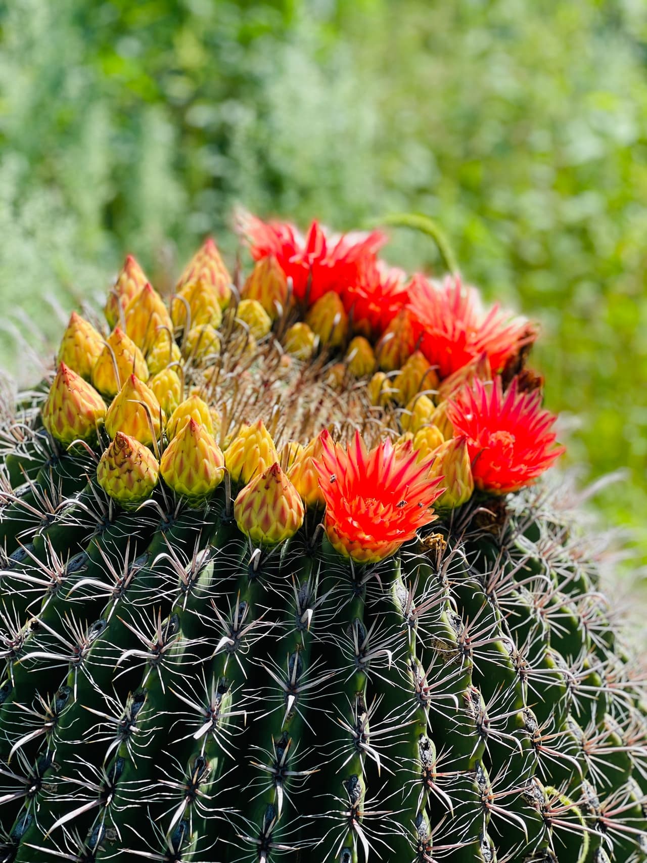 Los contrastes de verdes y cactus con flores, es lo que se encuentran los migrantes que recorren el desierto este verano gracias al monzón.