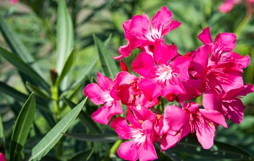 <b>Oleander: </b>La ingestión de 0.005 por ciento del peso de un animal de las hojas secas de la planta puede ser letal.