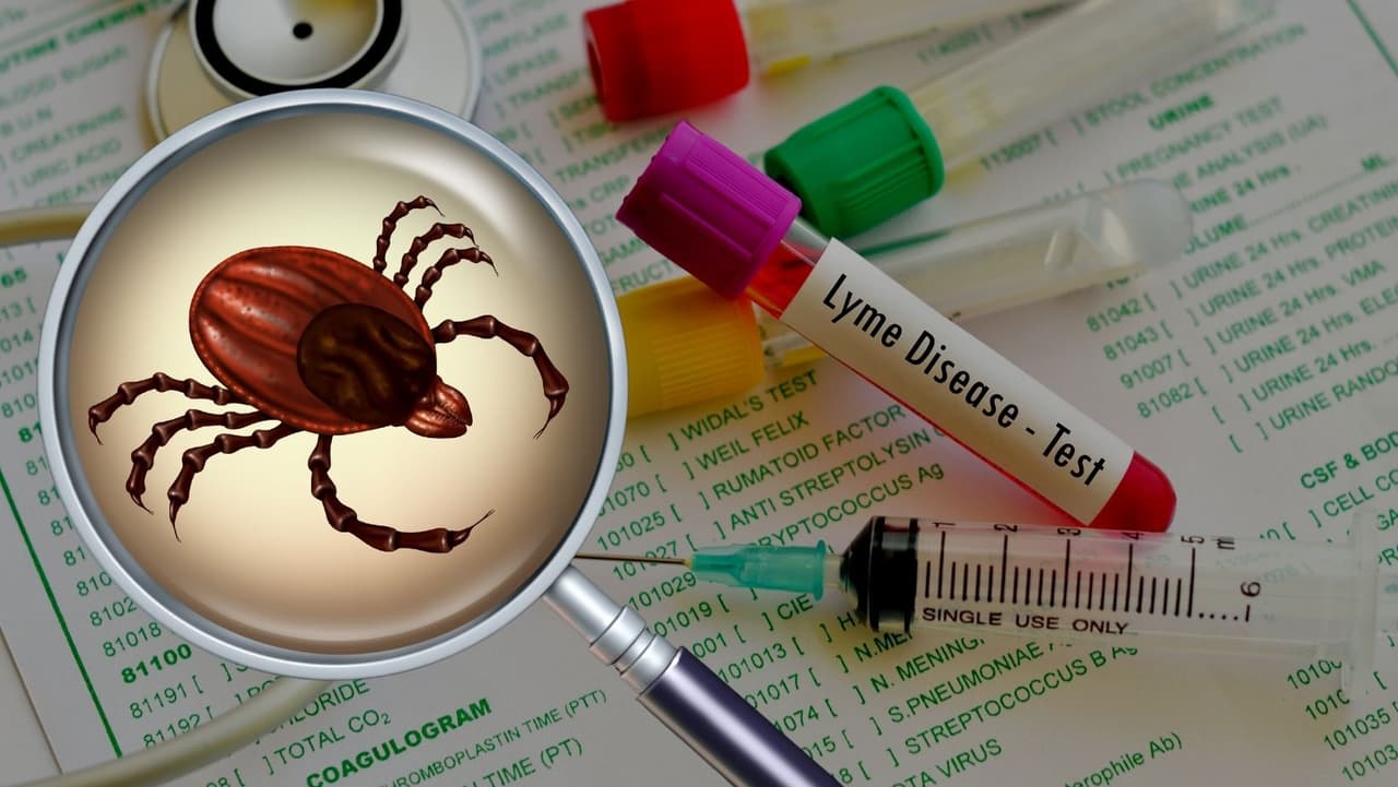 ¡Cuídate de la enfermedad de Lyme! Pensilvania tiene el mayor número de casos en Estados Unidos 