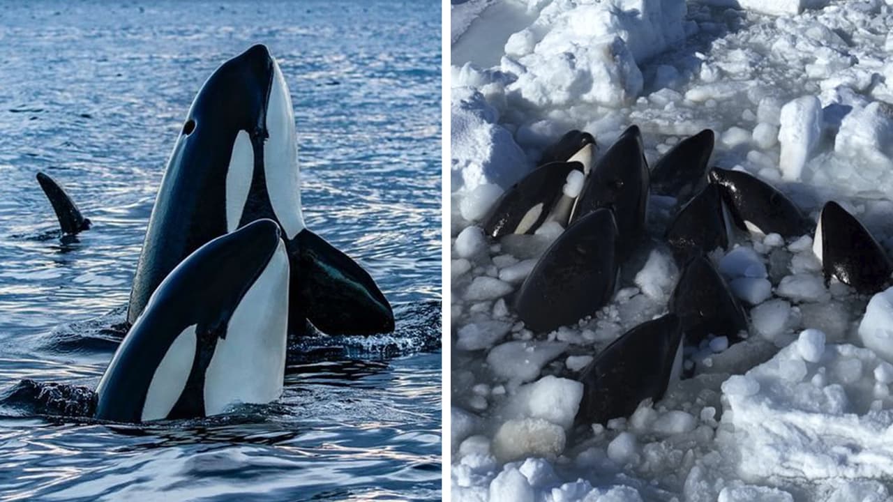 Un grupo de orcas quedó atrapado en el hielo: el angustiante video muestra que no podían respirar