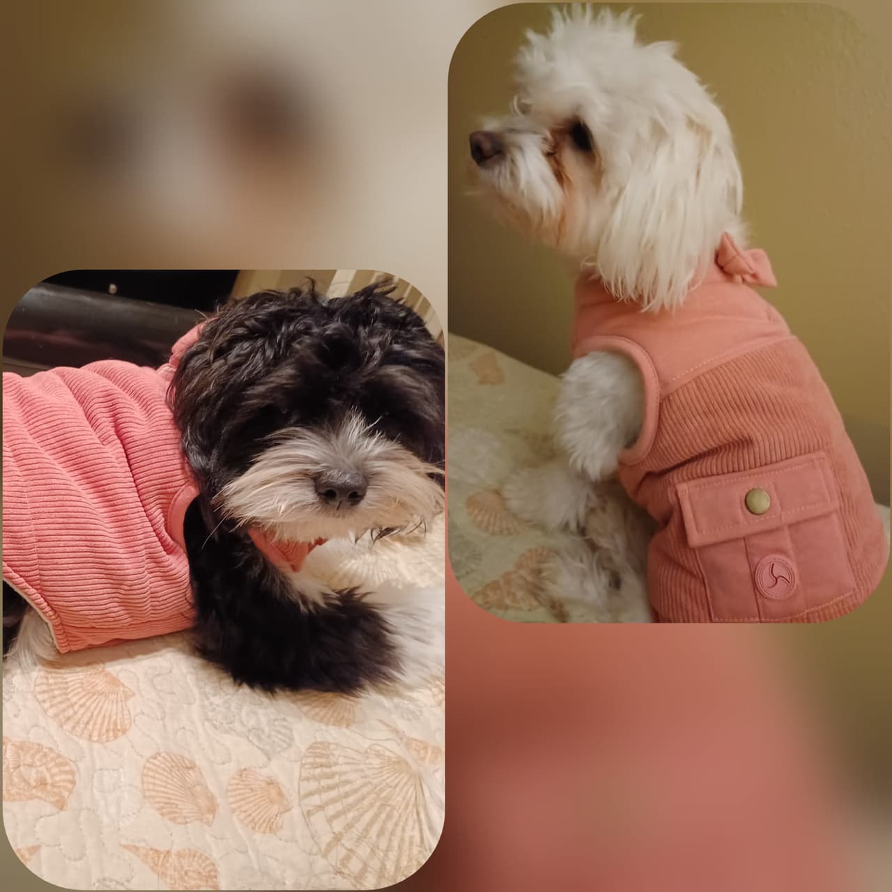 Isamar Ocampo nos presentó a Stella y a Chloe.