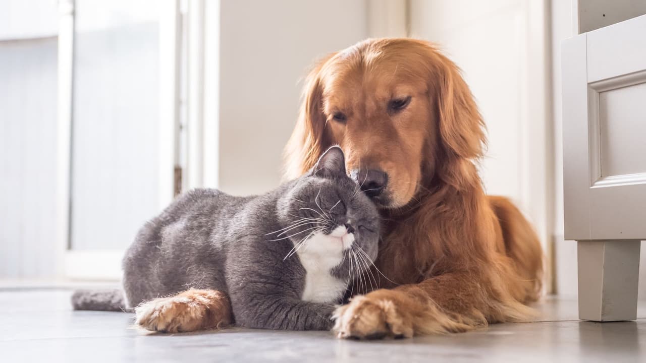 <h3 class="cms-H3-H3">Ellos no lo entienden, pero tú sí </h3>
<br>Tu perrito no sabe qué es el 4 de julio. Tu gatita no celebra con fuegos artificiales. Pero tú puedes celebrar cuidándolos. Porque sí, 
<b>la libertad también se celebra con empatía.</b> ¿Tu mascota se ha asustado con fuegos artificiales antes? 
<b>Comparte tu experiencia o esta guía con alguien que tenga una mascota. Puede ayudar más de lo que imaginas.</b>