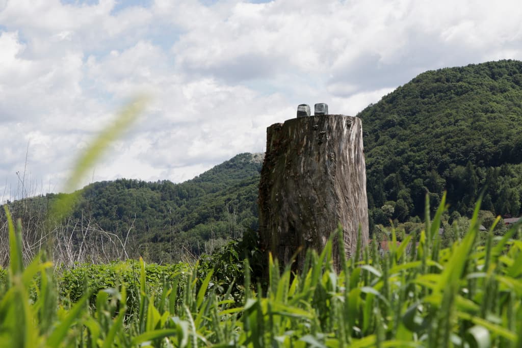 Los tobillos de la estatua de bronce cortada y retirada que representaba a Melania Trump permanecen en el tocón del árbol donde fue colocada en 2019, en el pueblo de Rozno, Eslovenia, el viernes 16 de mayo de 2025, cerca de la ciudad natal de Melania Trump, Sevnica. (Foto AP/Relja Dusek)