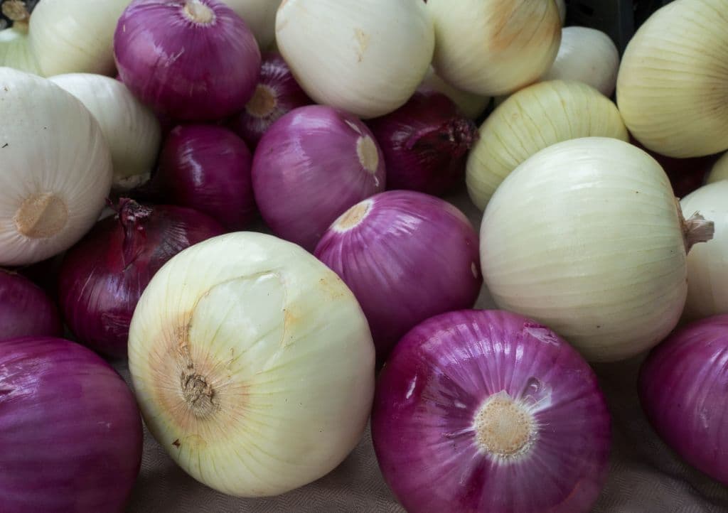 Los CDC alertan sobre brote de salmonelosis en 37 estados originado por cebollas importadas de México
