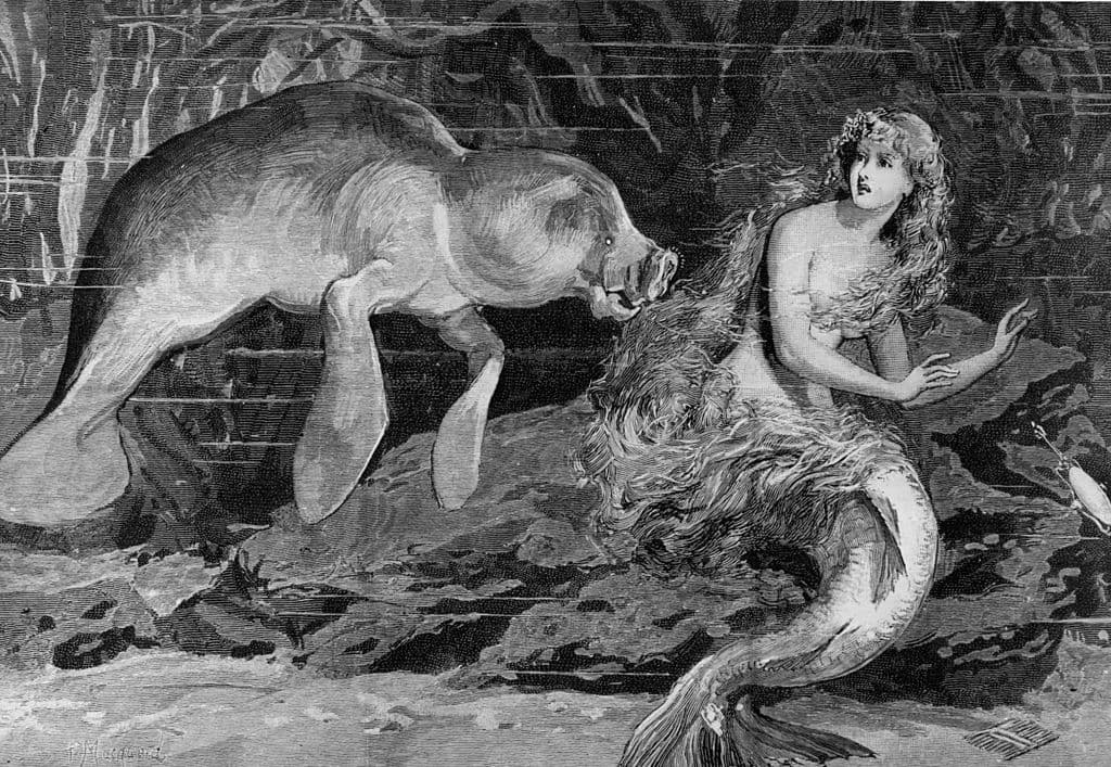 En la mitología clásica inclusive, se les representaba no con cuerpo de pez, sino de pájaro, pero con la misma característica de hipnotizar navegantes para conducirles a la muerte. Se les recuerda desde tiempos ancestrales en la cultura y en las artes en numerosas obras.