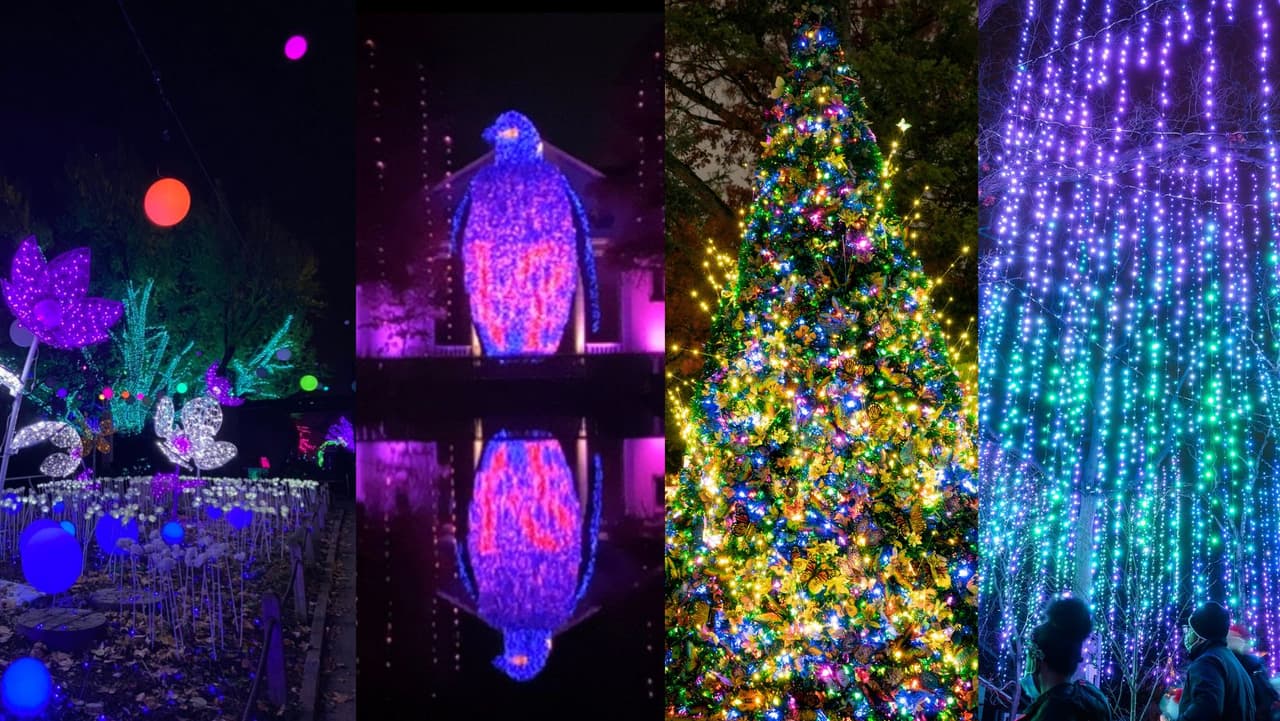 <b>Te puede interesar</b>: Cuando se ponga el sol, el zoológico de Filadelfia se iluminará como magia una vez más este año para Luminature 2022. El espectáculo se ha convertido en una tradición anual para la institución cultural, y se dice que el escaparate de esta temporada navideña es más grande, más brillante y mejor que nunca.