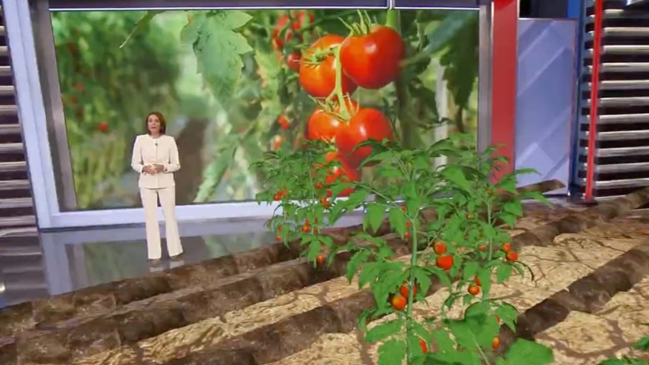 Aranceles al tomate mexicano: te mostramos en realidad aumentada cuáles platillos subirán de precio