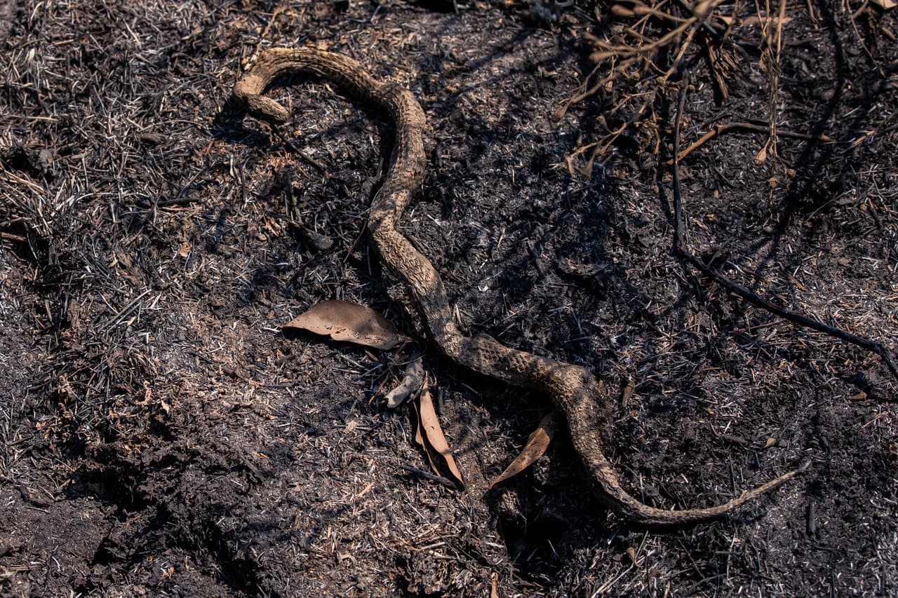 "Se sabe que la lluvia saca a las serpientes, ya que perseguirán ranas" y otras presas, según 
<a href="http://www.snake-removal.com/rain.html" target="_blank">Snake-Removal.com </a>