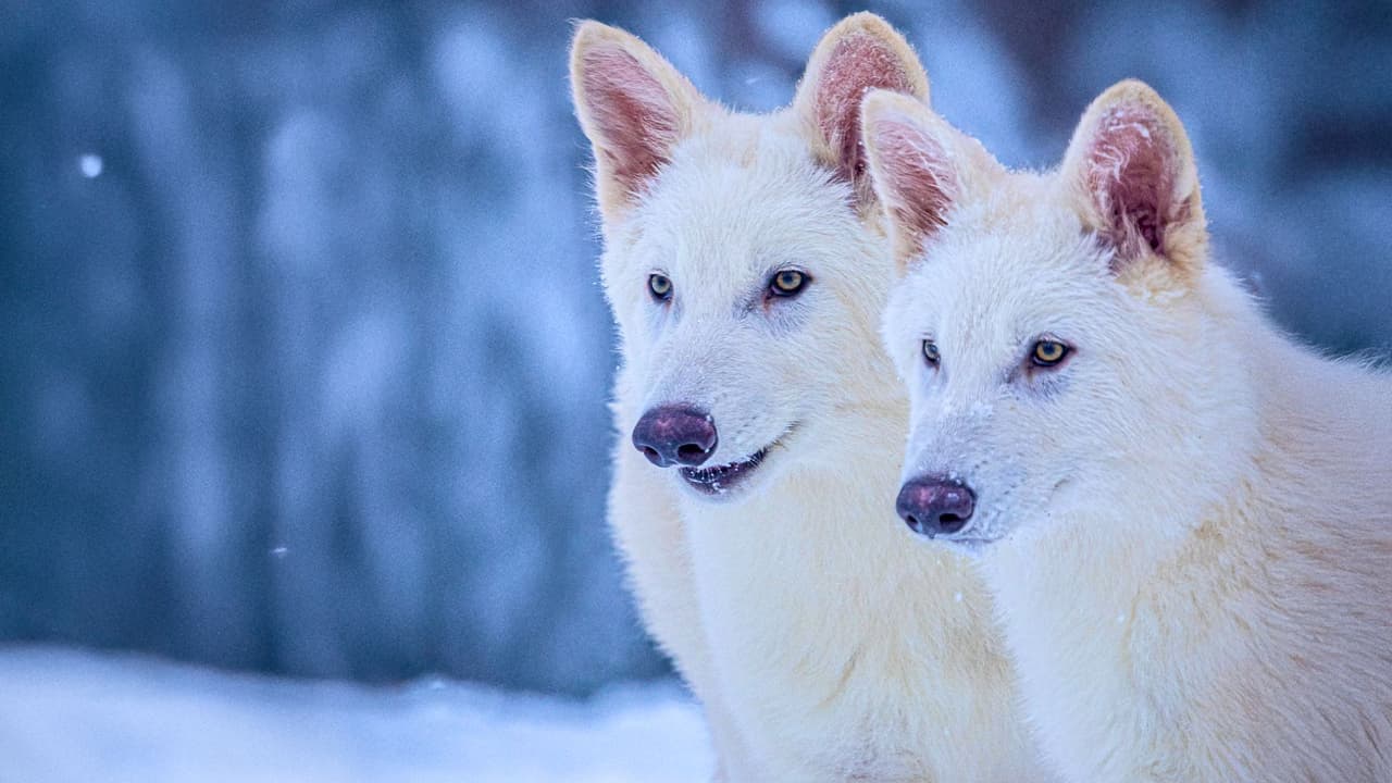 <h3 class="cms-H3-H3">¿Dónde están ahora? </h3>
<br>Los animales 
<b>viven en una reserva ecológica privada de más de 2,000 acres en Texas</b>. El lugar está certificado por la Sociedad Humanitaria de Estados Unidos y cuenta con 
<b>cámaras, drones, veterinarios y cuidadores que se encargan del bienestar físico y emocional de los lobos</b>. La idea, a largo plazo, es que estas especies 
<b>puedan regresar a la vida silvestre en zonas protegidas</b>, incluyendo tierras indígenas, y ayudar a restaurar el equilibrio de los ecosistemas.