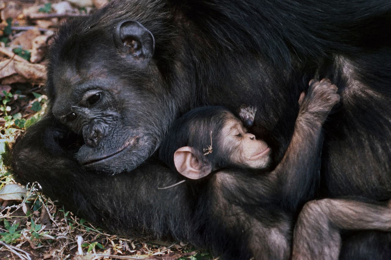 <b>‘Fifi y Faustino’</b>
<br>
<br>Esta fotografía fue tomada por la Dra. Jane Goodall, una reconocida científica, ‘mensajera de la paz’ de la ONU, activista y fundadora del 
<a href="https://www.janegoodall.org/about/" target="_blank">Instituto Jane Goodall,</a> que promueve la protección de los grandes simios y sus hábitats. 
<br>
<br>El 100% de los ingresos netos por esta fotografía se destinarán a su organización.
<br>