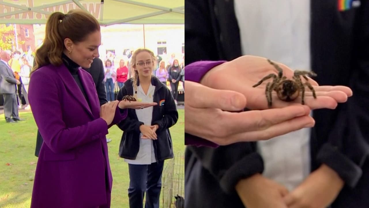 “Son geniales, ¿no?”: Kate Middleton sostiene una tarántula en sus manos