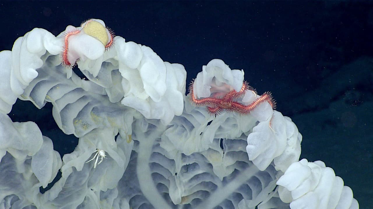 Esta esponja de vidrio, observada a los 7,480 pies de profundidad albergaba muchos otros organismos, incluyendo estrellas de mar, un percebe de cuello de cisne, un anfípodo, un poliqueto y una especie de langostino.