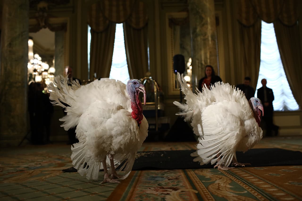 Tater y Tot, los pavos que perdona Barack Obama en 2016, el último año de su segundo mandato.