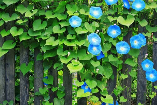 <b>Morning Glory: </b>Aunque existen varios tipos de plantas de esta especie que no son tóxicas, la 
<i>Ipomoea violacea</i> o 
<i>Ipomoea carnea </i>son las especies venenosas. Le puede causar a la mascota síntomas parecidos al consumo de la droga recreativa conocida como LSD.