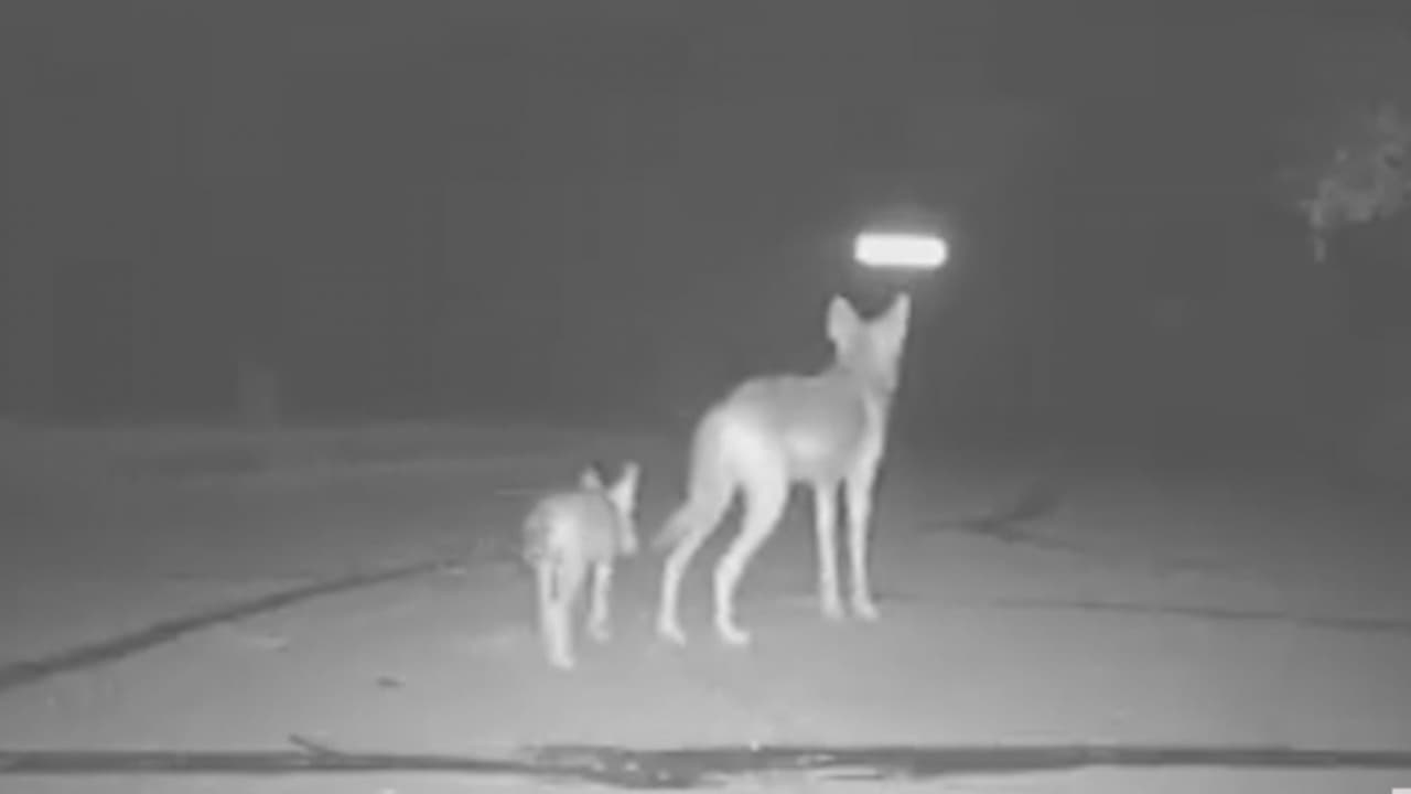 Vecinos en varias zonas de la ciudad han reportado la aparición de estos animales salvajes, por lo que han implementado varias medidas para proteger a sus mascotas y niños.