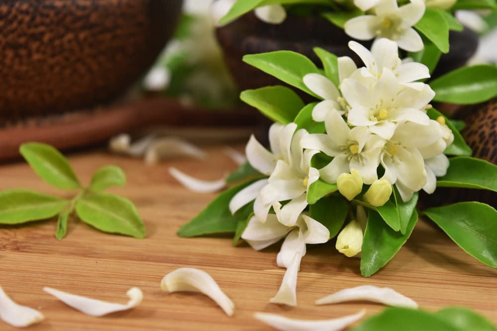 También está la creencia de que el jazmín puede ayudarte a atraer dinero a tu vida, consiguiendo éxito financiero en tus negocios y trabajo. Si portas contigo una flor de jazmín, seca o quemada, atraerás riqueza y dinero.