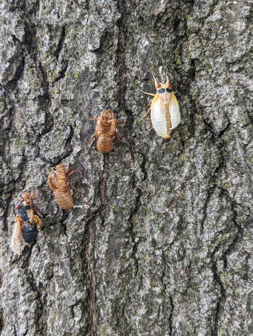 Las 
<b>cigarras tienen una vida promedio de 2 a 4 semanas y contrario a lo que muchos piensan</b>, el sonido que emiten no es en busca de agua, sino en busca de pareja