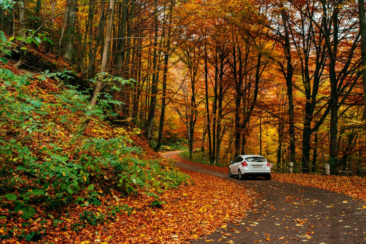 Si vives en una zona boscosa o acostumbras visitar alguna, siempre
<b> realiza una revisión exhaustiva en tu coche</b> antes de emprender la marcha. De igual forma, si estás de visita en el campo, no dejes tu auto cerca del granero. Es muy probable que haya roedores alrededor.
