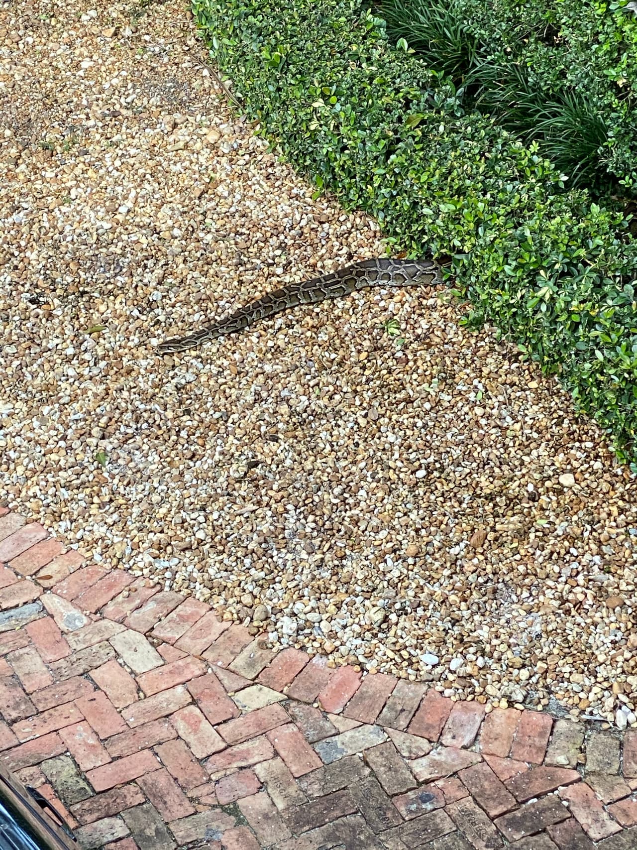 La serpiente se observa entrando a los arbustos en una de las grabaciones de la cámara de seguridad de la casa.
