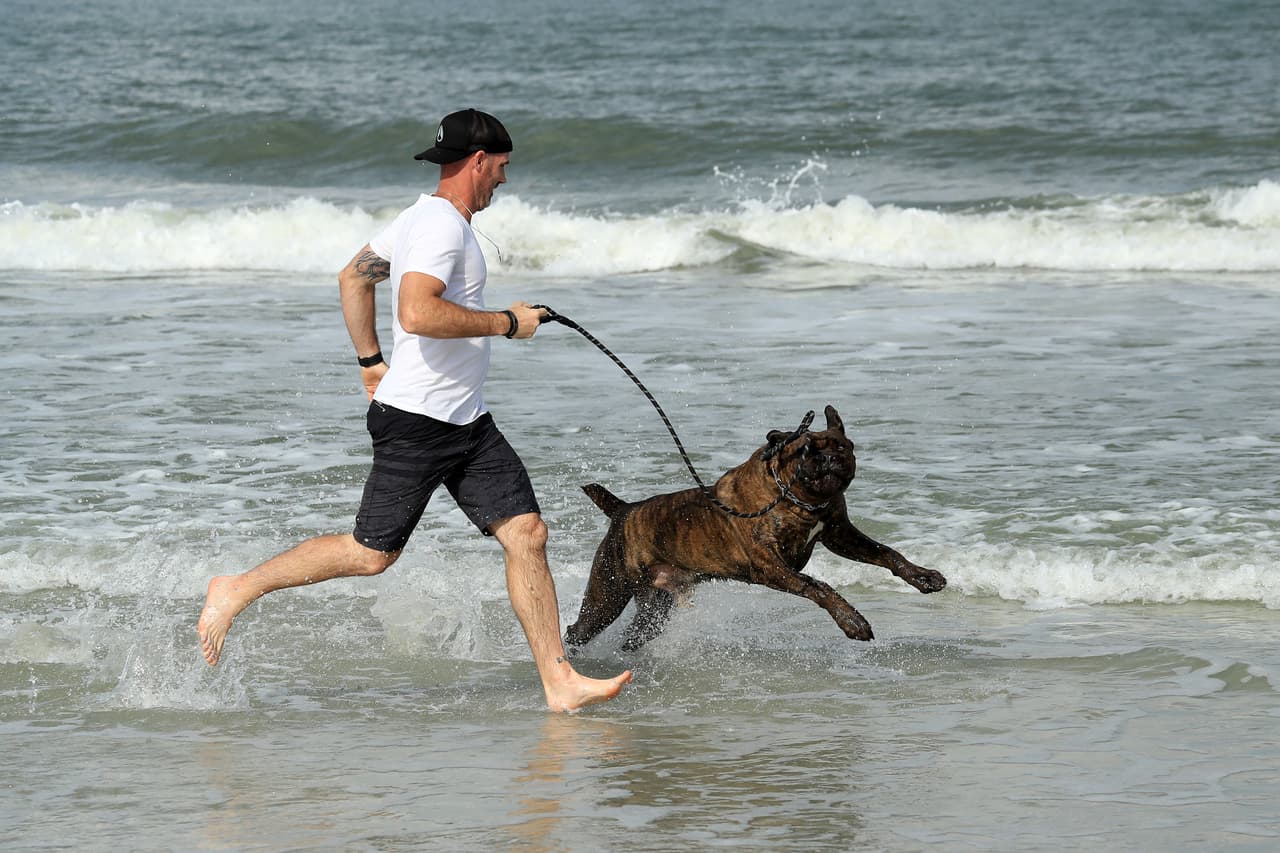 Y sacar a pasear a sus mascotas. 
<br>