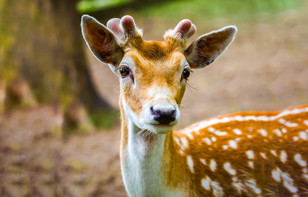La mejor 
<b>manera de protegerse contra estas enfermedades es evitar ser mordido</b> por una garrapata que suelen habitar en la grama, arbustos o la piel de animales como los venados. Si vas a estar al aire libre asegúrate de usar repelente, vestirte con pantalones y camisa manga larga y de revisar tu cuerpo cuando regreses a casa.
<br>