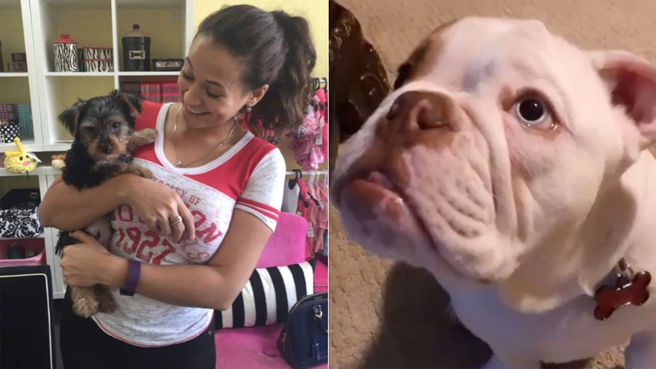 El corazón de 
<b>Carla Medrano</b>, locutora de El Bueno, La Mala y El Feo, se derrite de amor por 
<b>Riko</b> y recientemente, también nos presentó su nuevo cachorrito 
<b>Chop</b>.